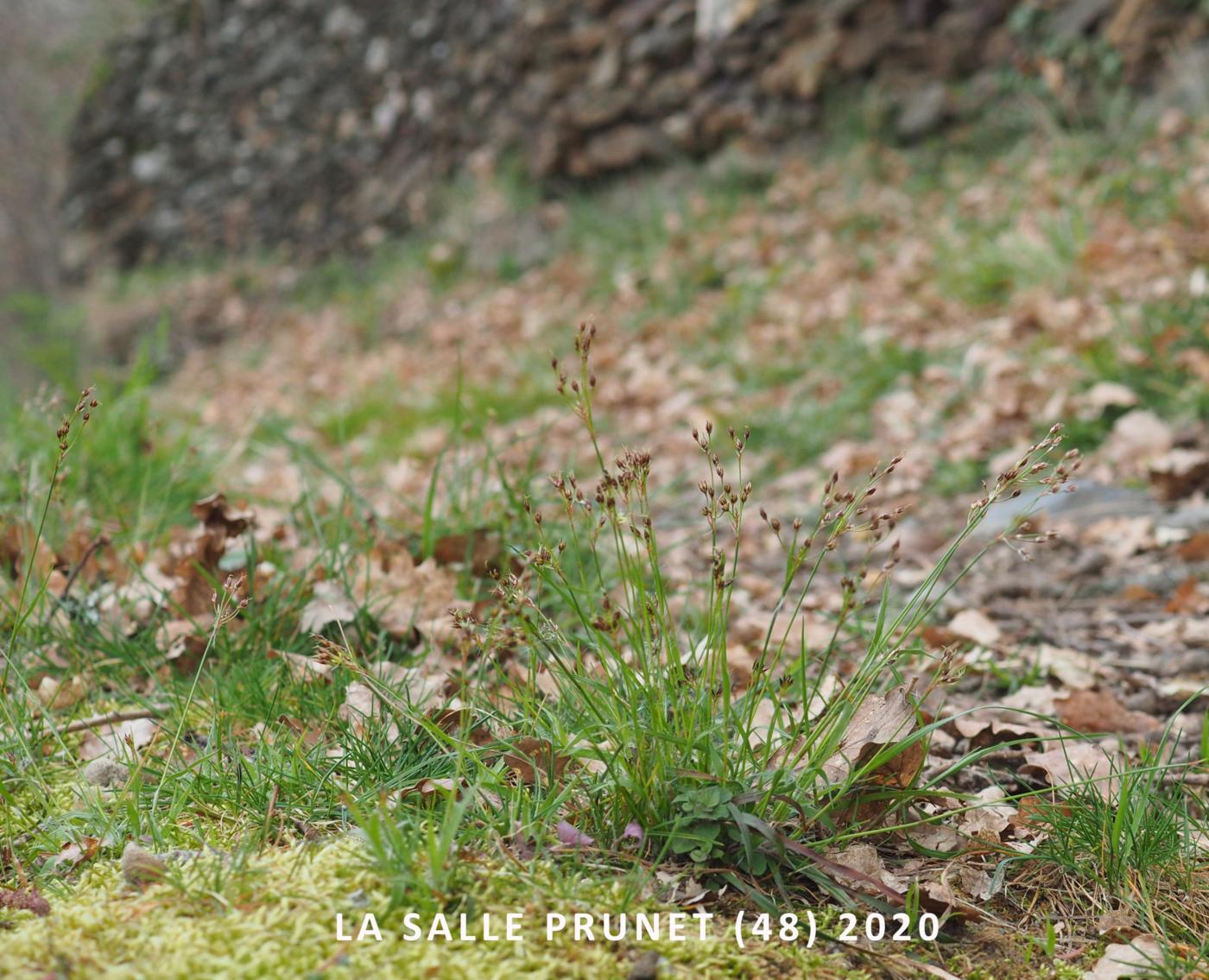 Woodrush, Heath plant